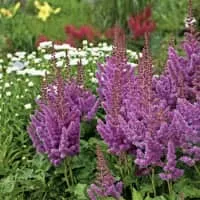 Chinese astilbe - Plants