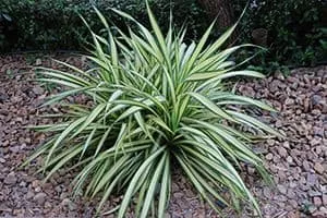 Chlorophytum - Plants