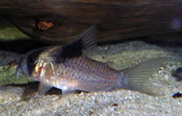 Corydoras bicolor - 