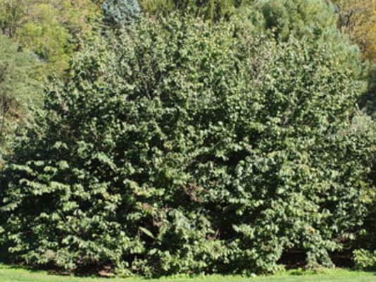 Corylopsis platypetala - 