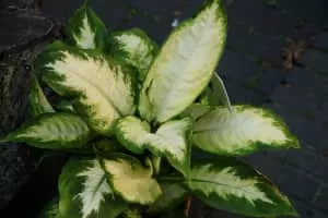 Dieffenbachia seguine - Plants