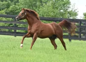 Distorted Humor - Horse