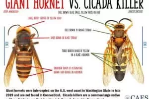 Eastern cicada killer
