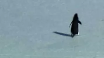 Encounters at the End of the World - 2007 ‧ Indie film/Documentary ‧ 1h 41m