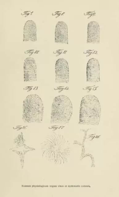 Jan Evangelista Purkyně - Czech anatomist