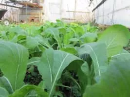 Komatsuna - Vegetable