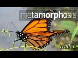 Metamorphosis - 