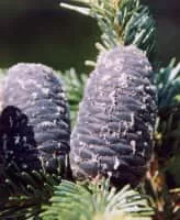 Pacific silver fir - Plants