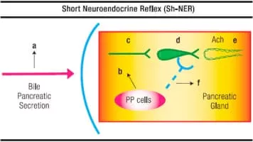 Pancreatic polypeptide - 
