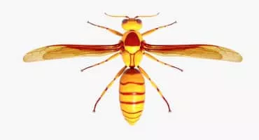 Polistes carnifex - Insects