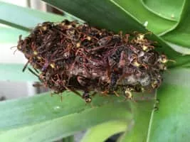 Polistes humilis - Insect