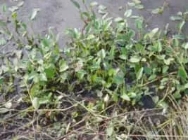 Pontederia vaginalis - 