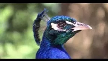 Psychological Types - Book by Carl Jung