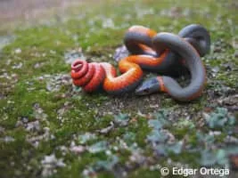 Ring-necked snake - 