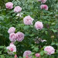 Rosa 'Mary Rose' - Plants