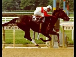 Ruffian - Horse