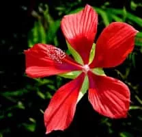 Scarlet rosemallow - Plants
