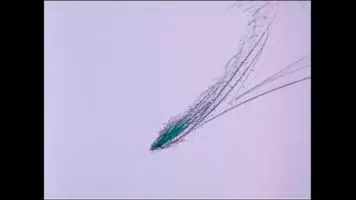 Skip Battaglia - American filmmaker