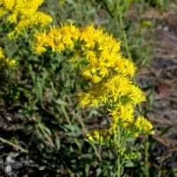 Solidago velutina - 