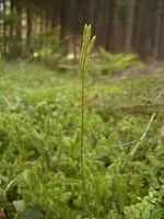Stag's-horn clubmoss - Plants