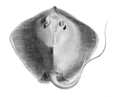 Stingray - Fish