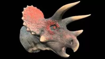 Triceratops - 