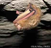 Tricolored bat - 