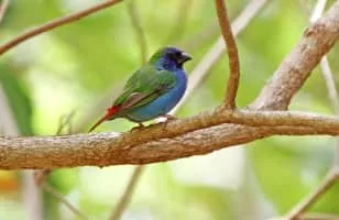 Tricolored parrotfinch - Birds