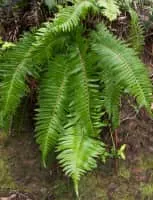 Western sword fern - Plants