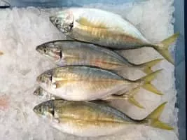 Yellowtail scad - Fish
