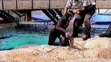 Blackfish - 2013 ‧ Documentary ‧ 1h 30m