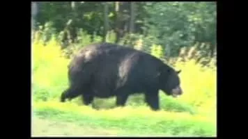 Brent Holmes - Musical artist