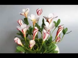 Candy cane sorrel (Oxalis Versicolor) - 