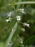 Circaea lutetiana - Plants