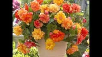 Elisabeth Withers - American singer