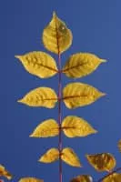 Picrasma quassioides - Plants