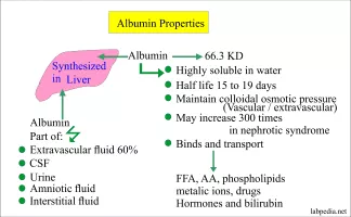 Albumin - 