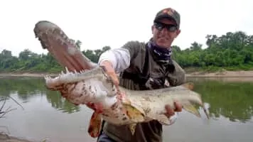Alligator gar - Fish