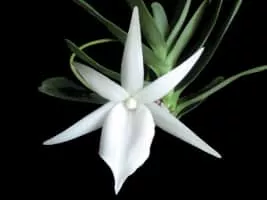 Angraecum didieri