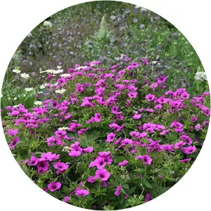 Armenian cranesbill - Plants