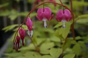Asian bleeding-heart