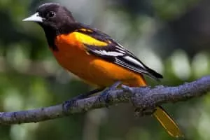 Baltimore oriole - Birds