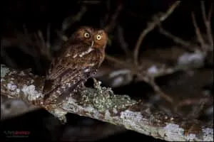 Bare-shanked screech owl - Bird