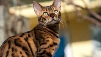 Bengal cat - Cat breed