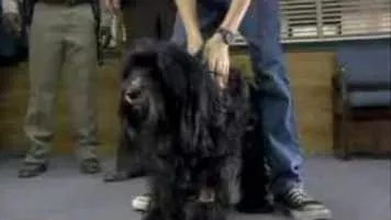 Benji: Off the Leash! - 2004 ‧ Drama ‧ 1h 39m