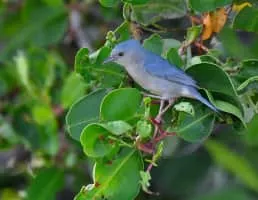Bicolored conebill - Bird