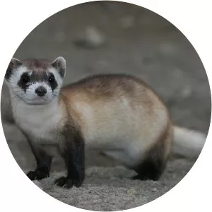 Black-footed ferret
