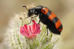 Blister beetles - Insect