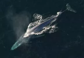 Blue whale - Animal