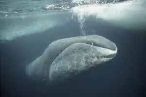 Bowhead whale - Animal